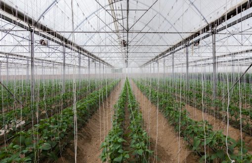 نایلون گلخانه ای